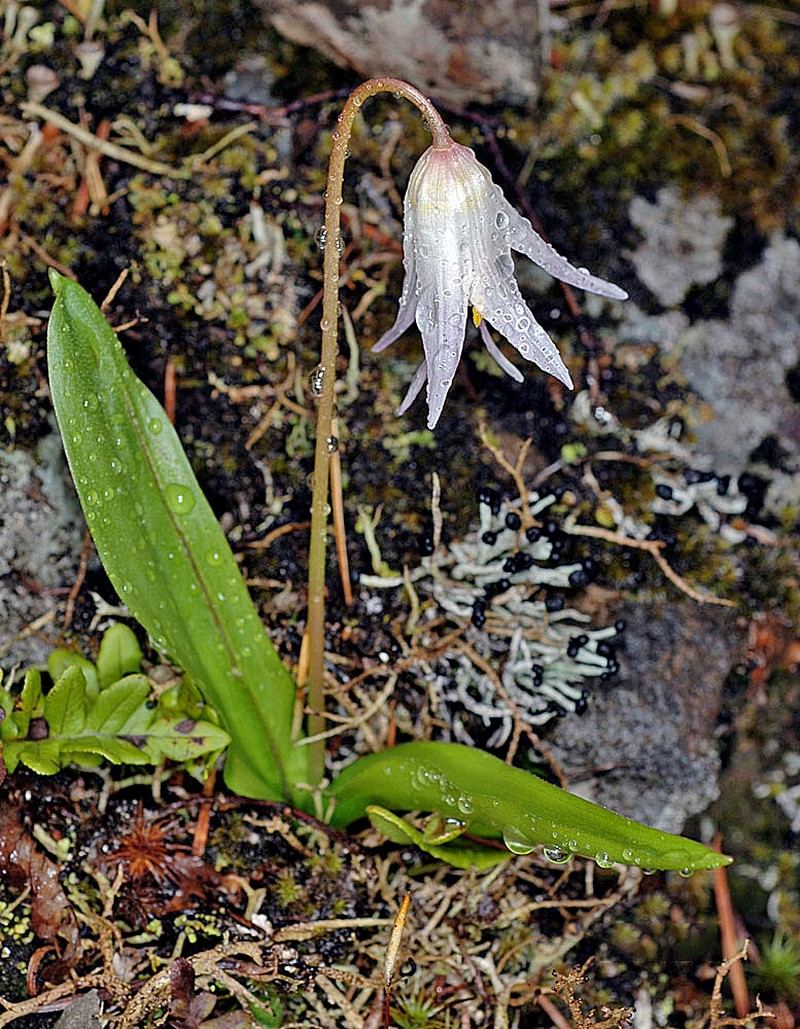 Coast Range Fawnlily photo 6