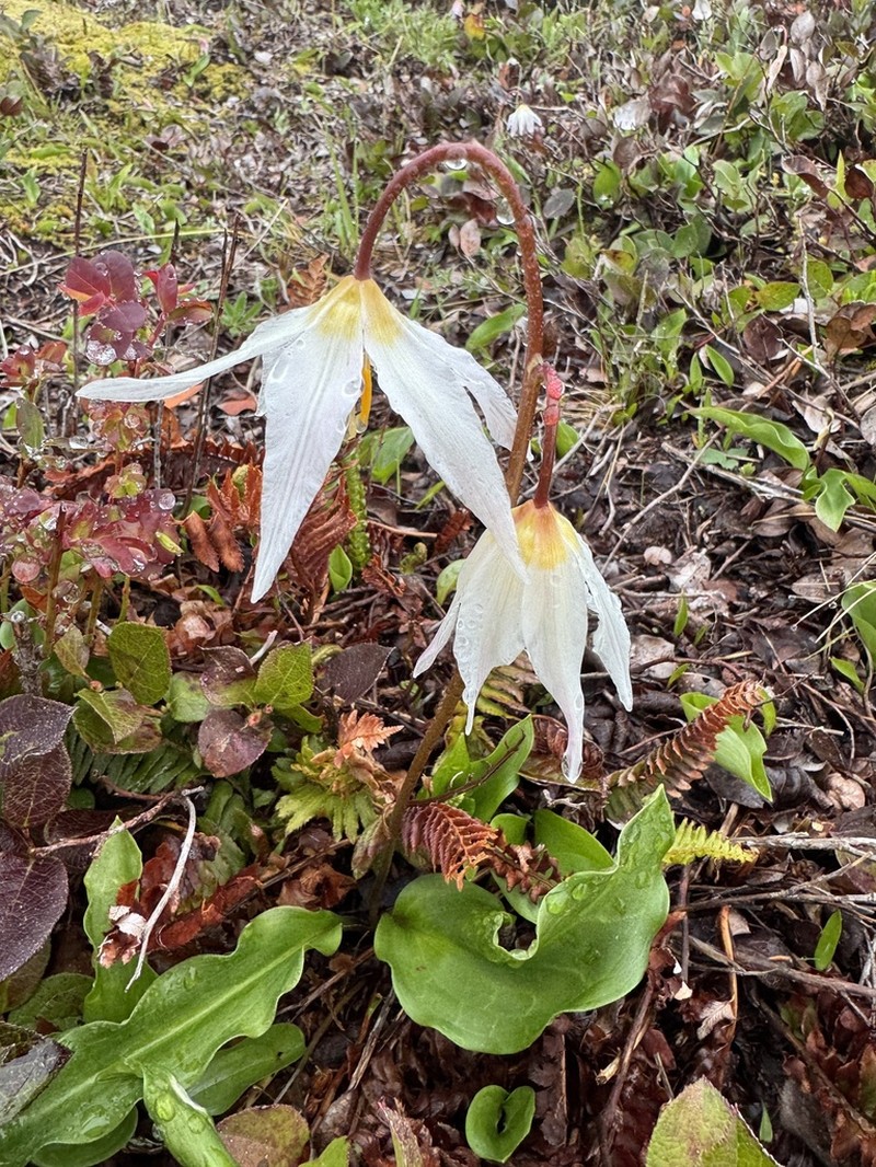 Coast Range Fawnlily photo 7