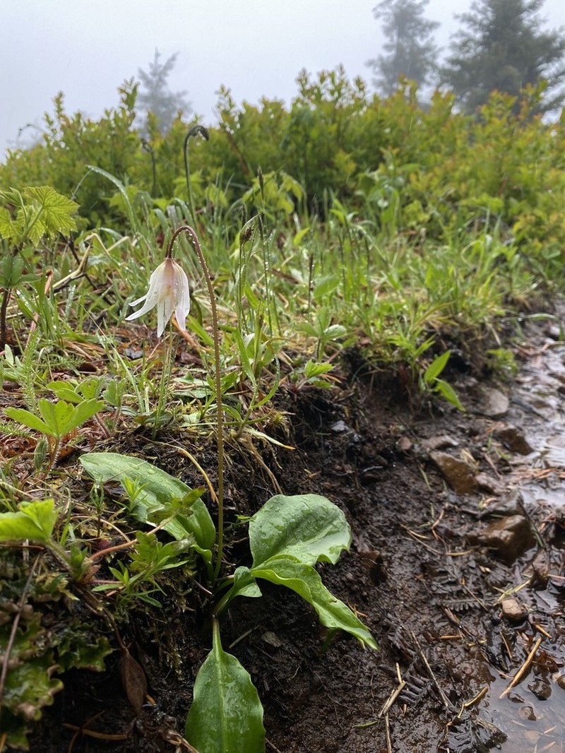 Coast Range Fawnlily photo 8