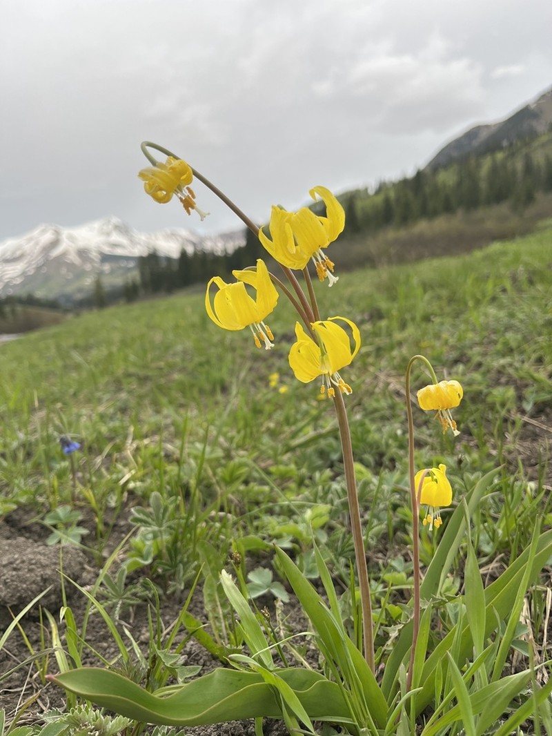 Yellow Avalanche-Lily