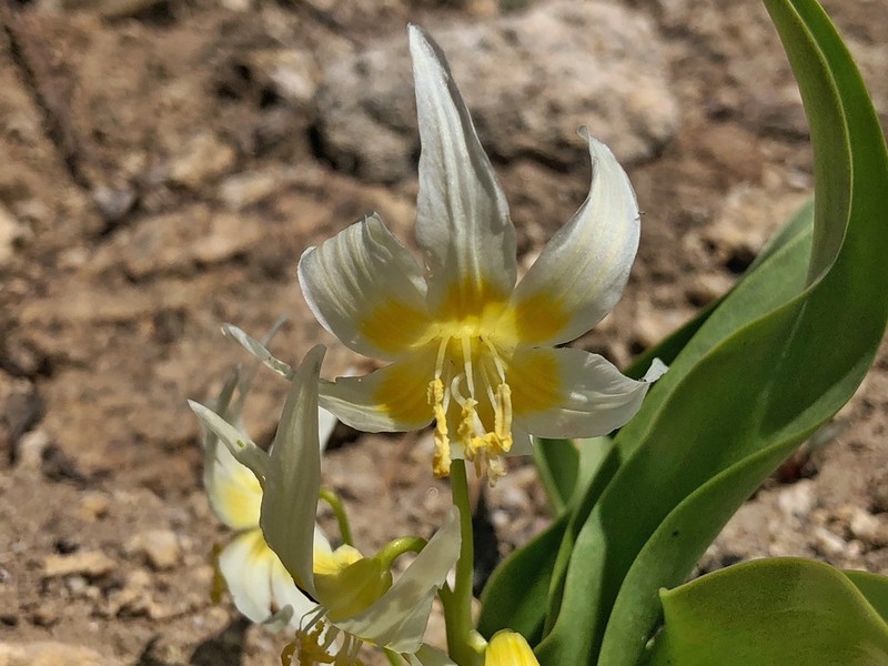 Yellow Avalanche-Lily photo 2