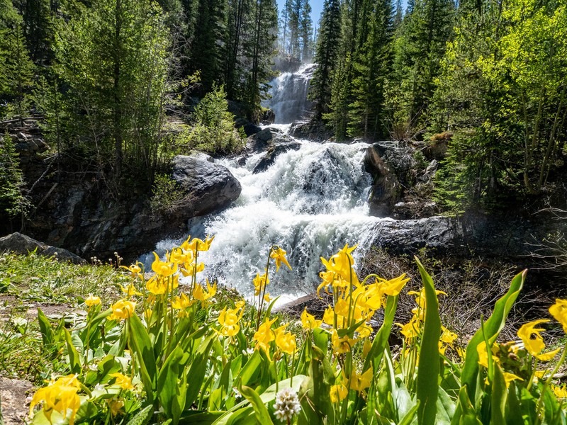 Yellow Avalanche-Lily photo 3