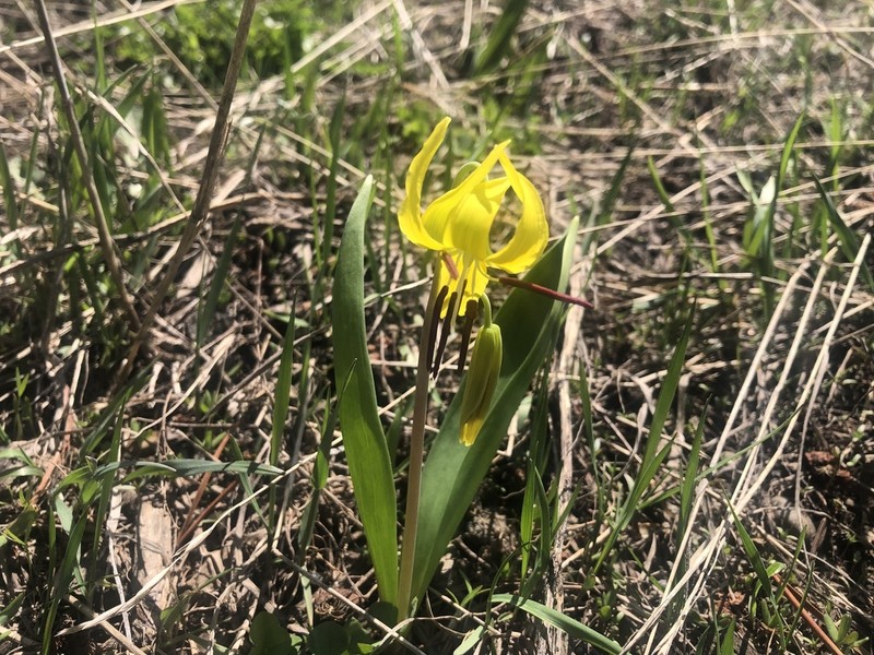 Yellow Avalanche-Lily photo 4