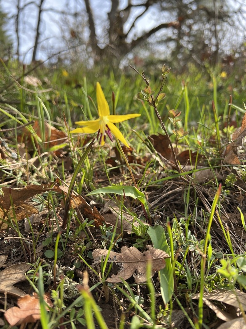 Yellow Avalanche-Lily photo 5