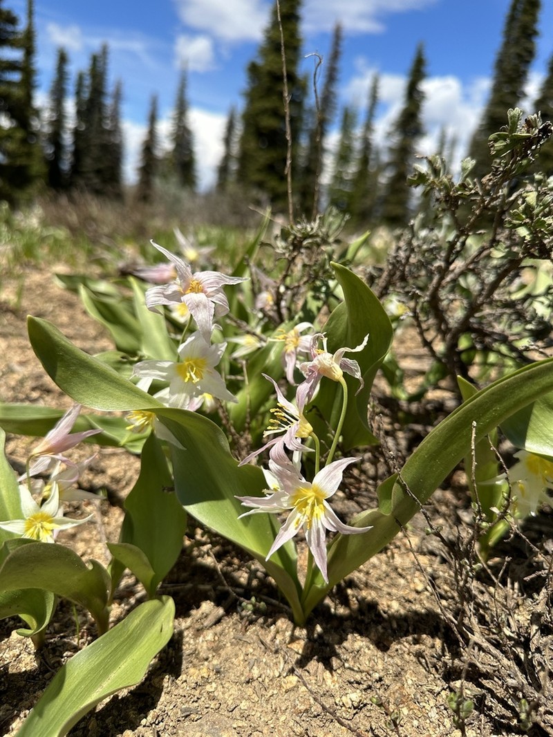 Yellow Avalanche-Lily photo 6