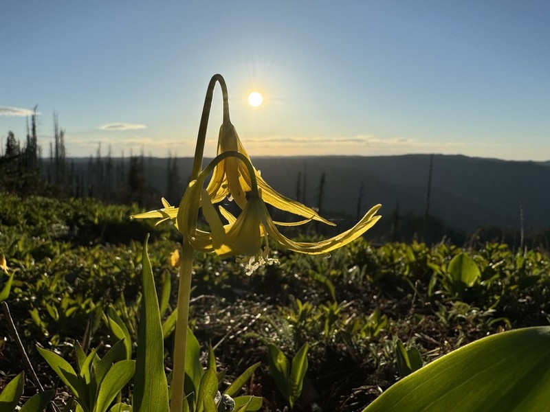 Yellow Avalanche-Lily photo 7