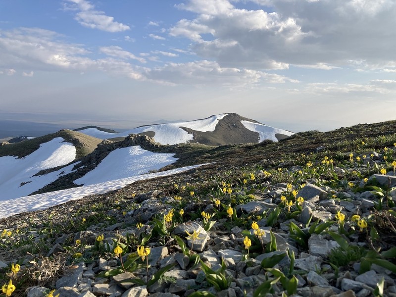 Yellow Avalanche-Lily photo 8