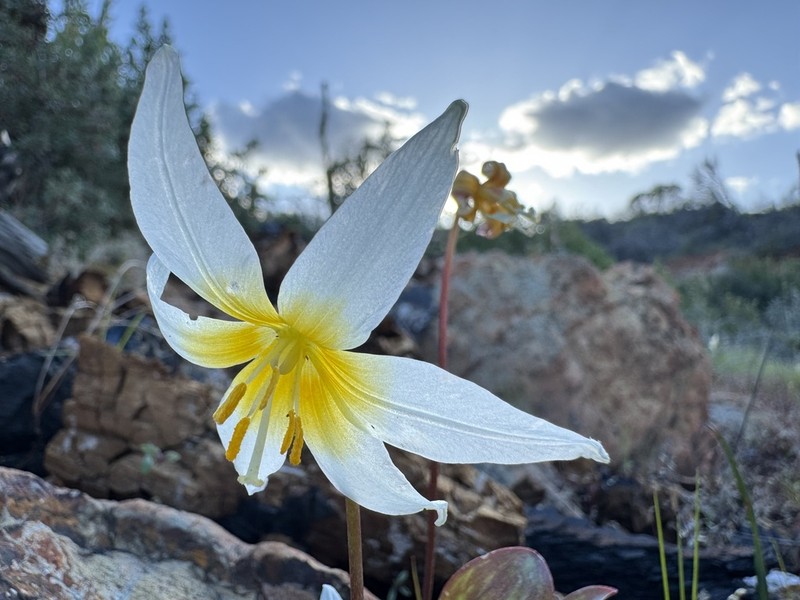 Pacific Fawnlily