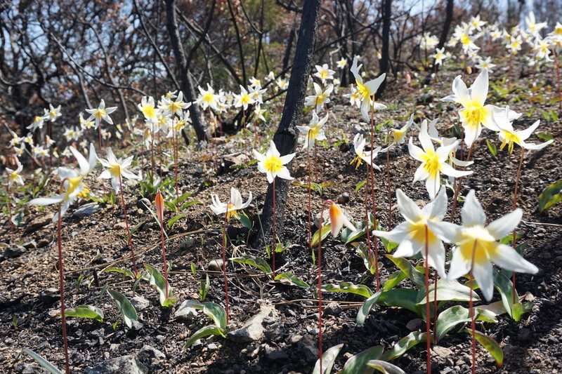 Pacific Fawnlily photo 2