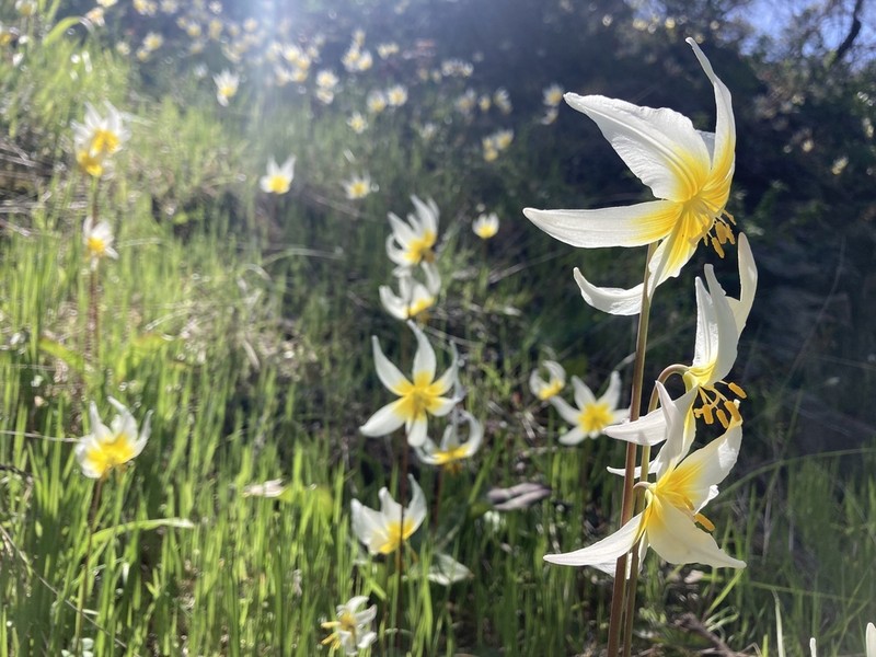 Pacific Fawnlily photo 3
