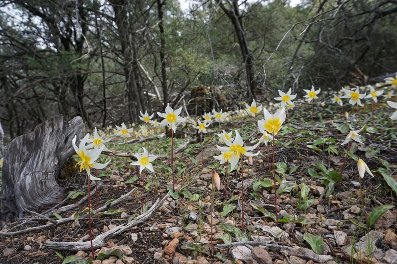 Pacific Fawnlily photo 4