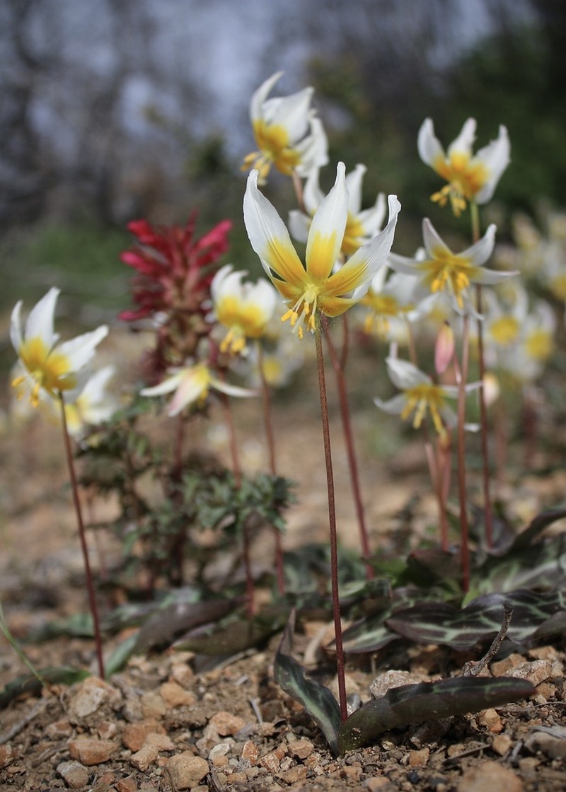 Pacific Fawnlily photo 5