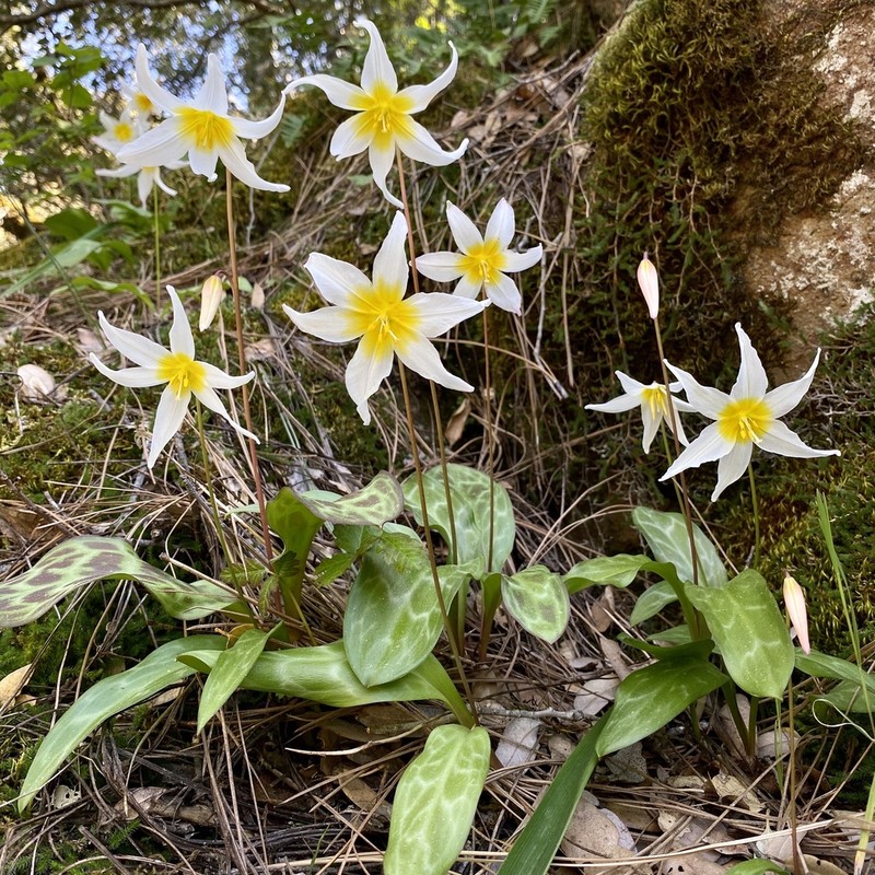 Pacific Fawnlily photo 7