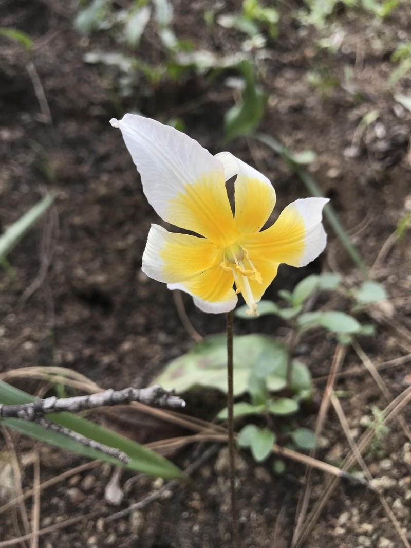Pacific Fawnlily photo 8