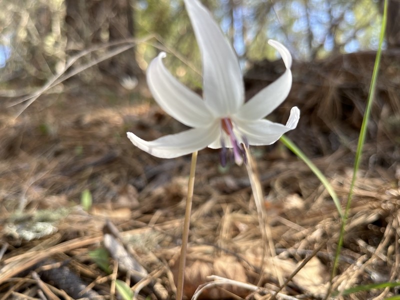Henderson's Fawnlily