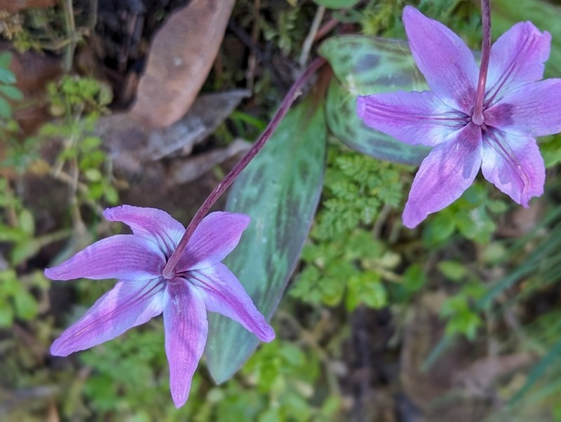 Henderson's Fawnlily photo 2