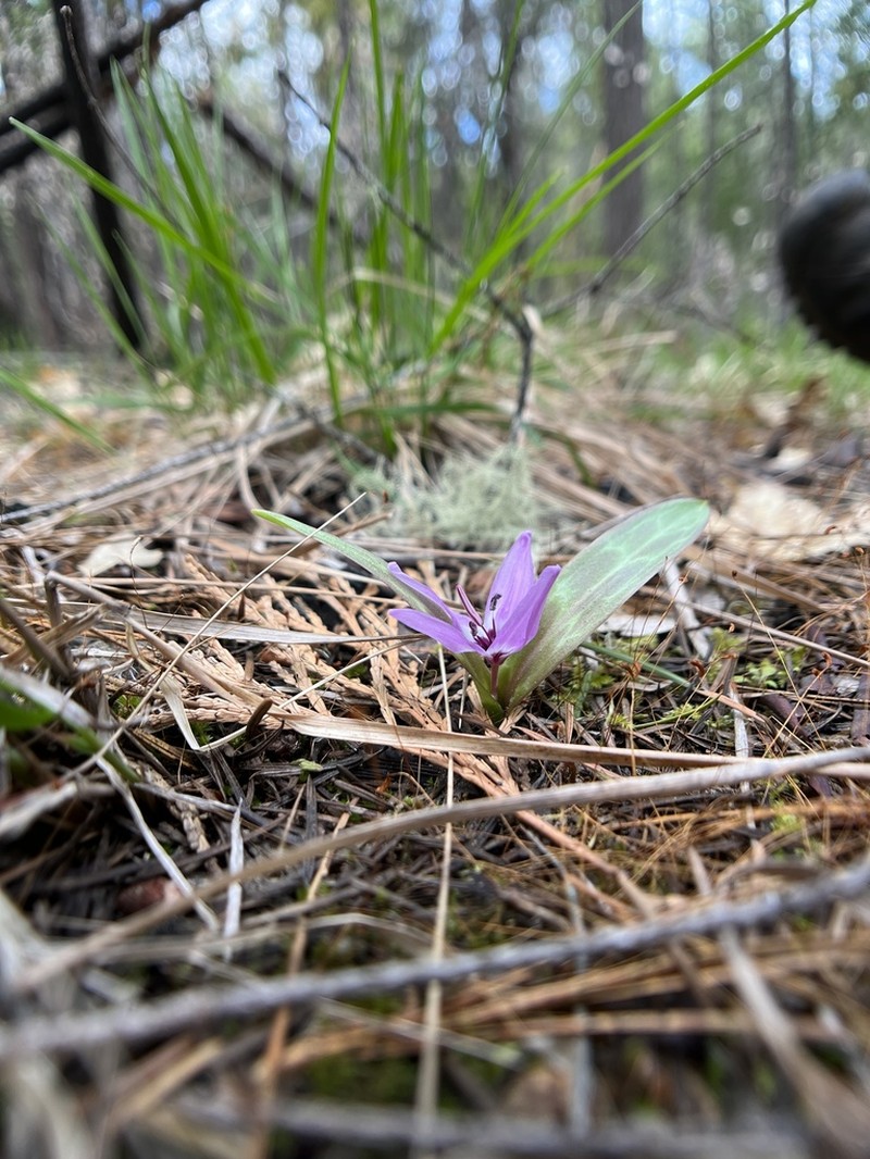 Henderson's Fawnlily photo 3
