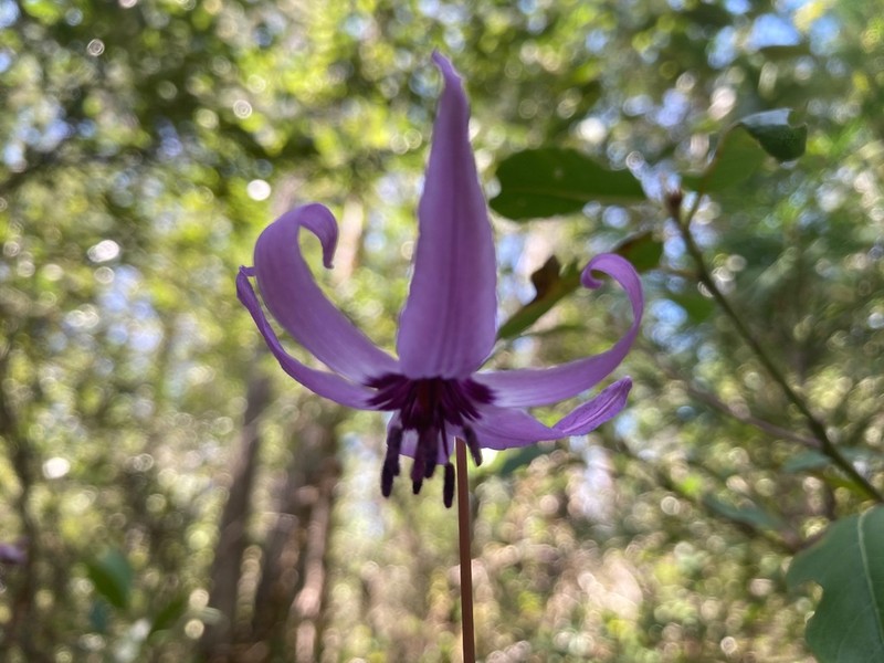 Henderson's Fawnlily photo 4