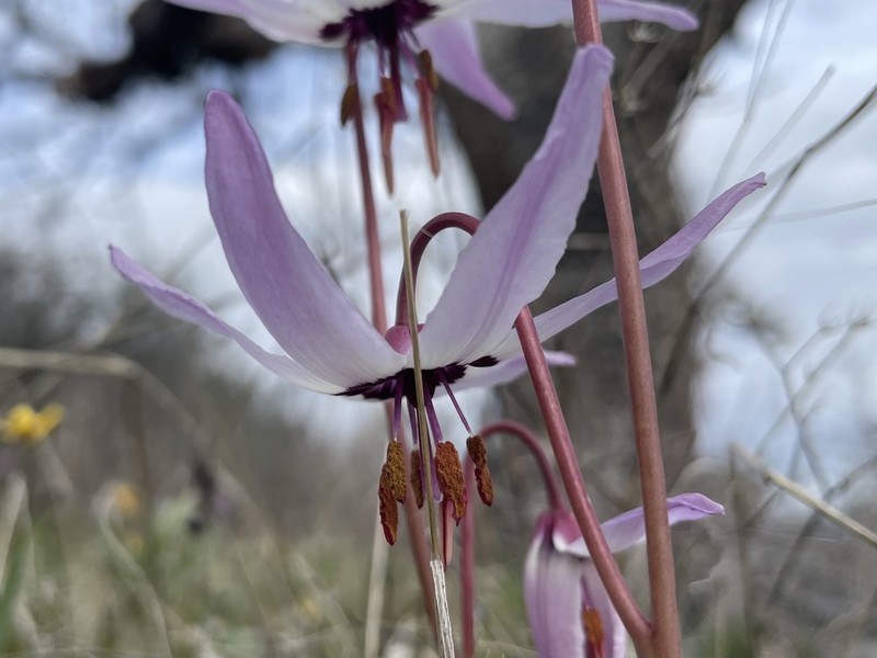 Henderson's Fawnlily photo 6