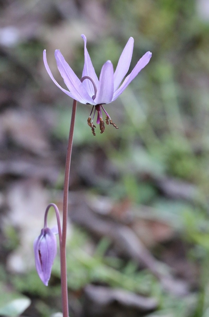 Henderson's Fawnlily photo 7