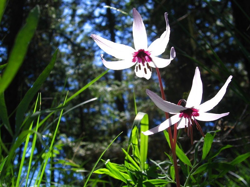 Henderson's Fawnlily photo 8