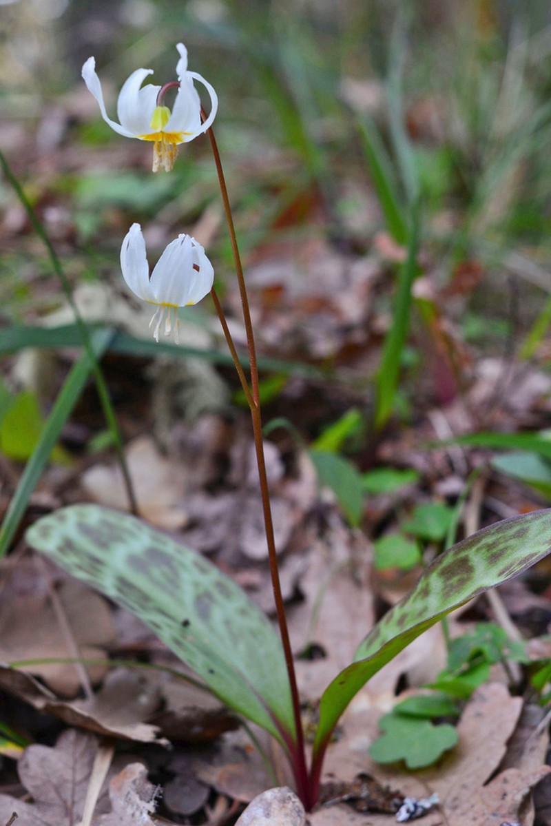 Howell's Fawnlily