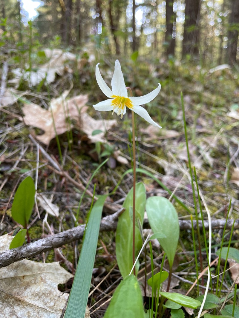 Howell's Fawnlily photo 2