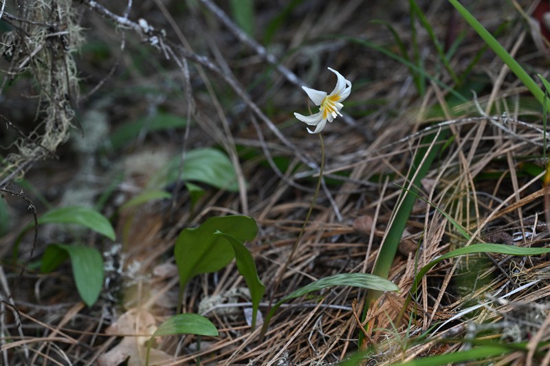 Howell's Fawnlily photo 3