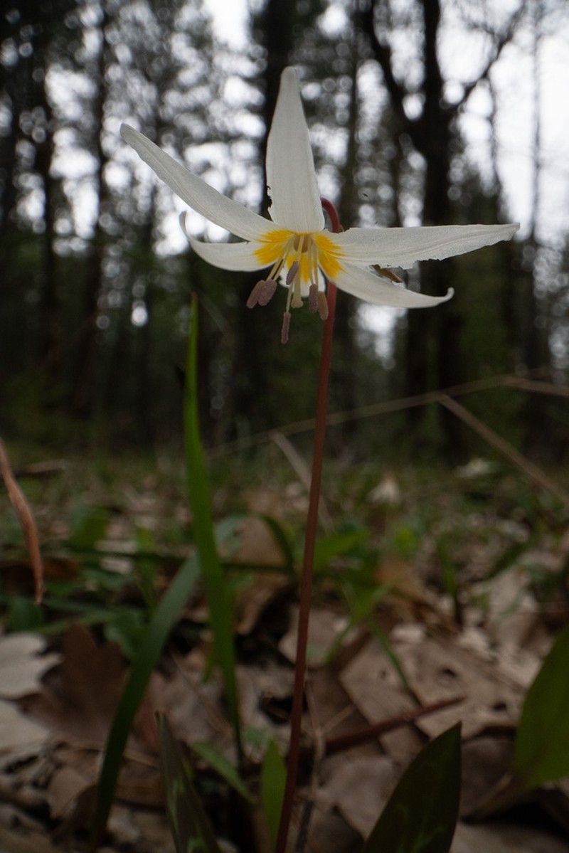 Howell's Fawnlily photo 4