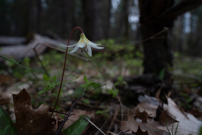 Howell's Fawnlily photo 5