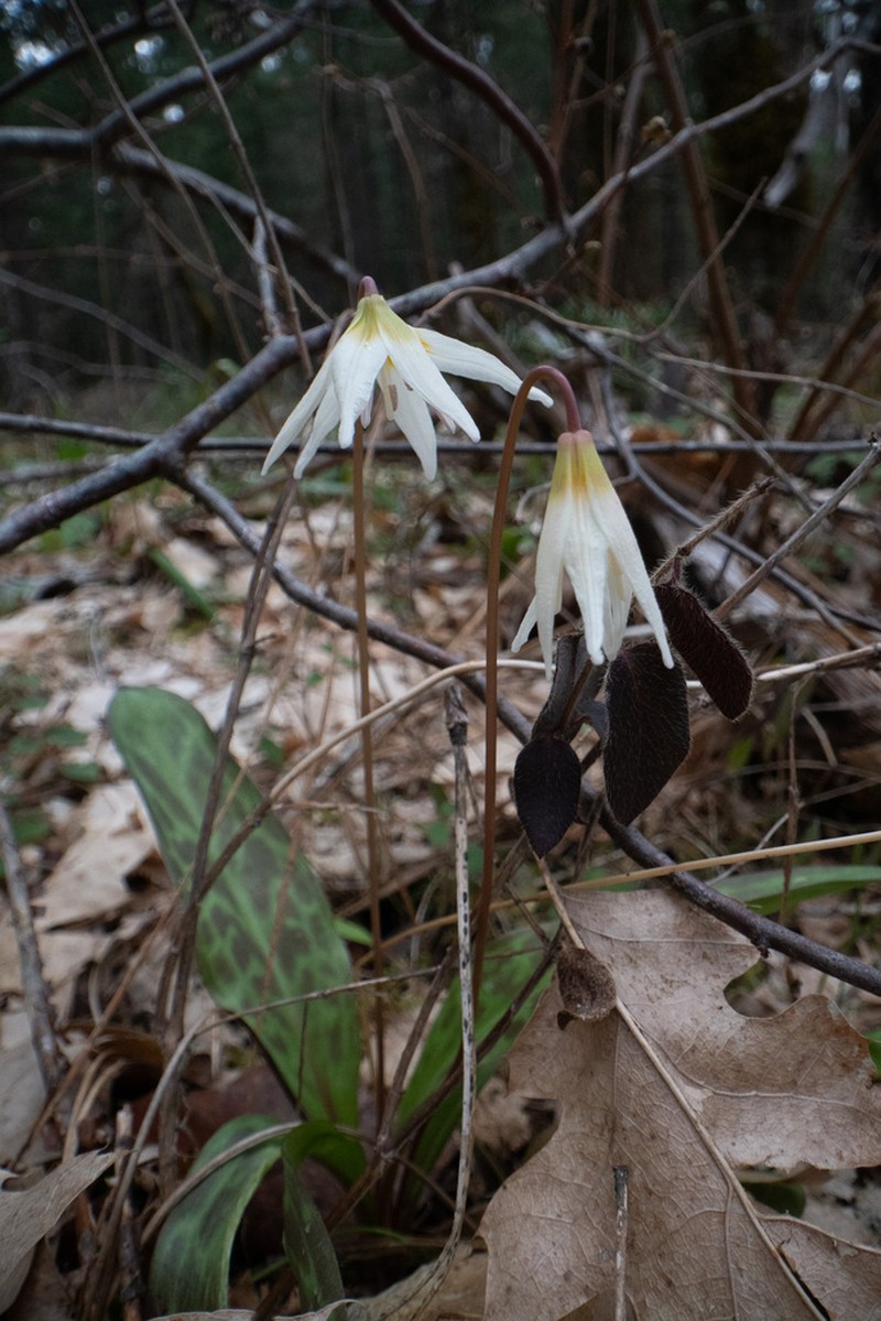 Howell's Fawnlily photo 6