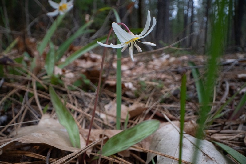 Howell's Fawnlily photo 8