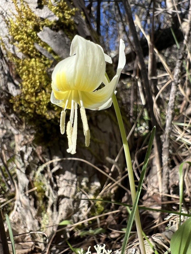 Erythronium idahoense