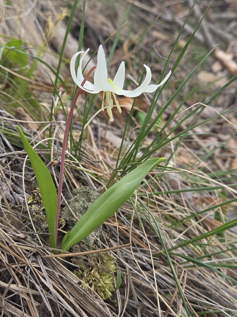 Erythronium idahoense photo 2