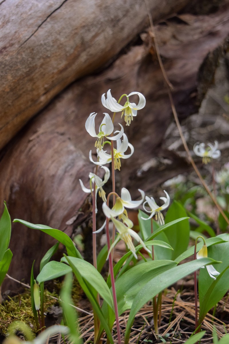 Erythronium idahoense photo 3