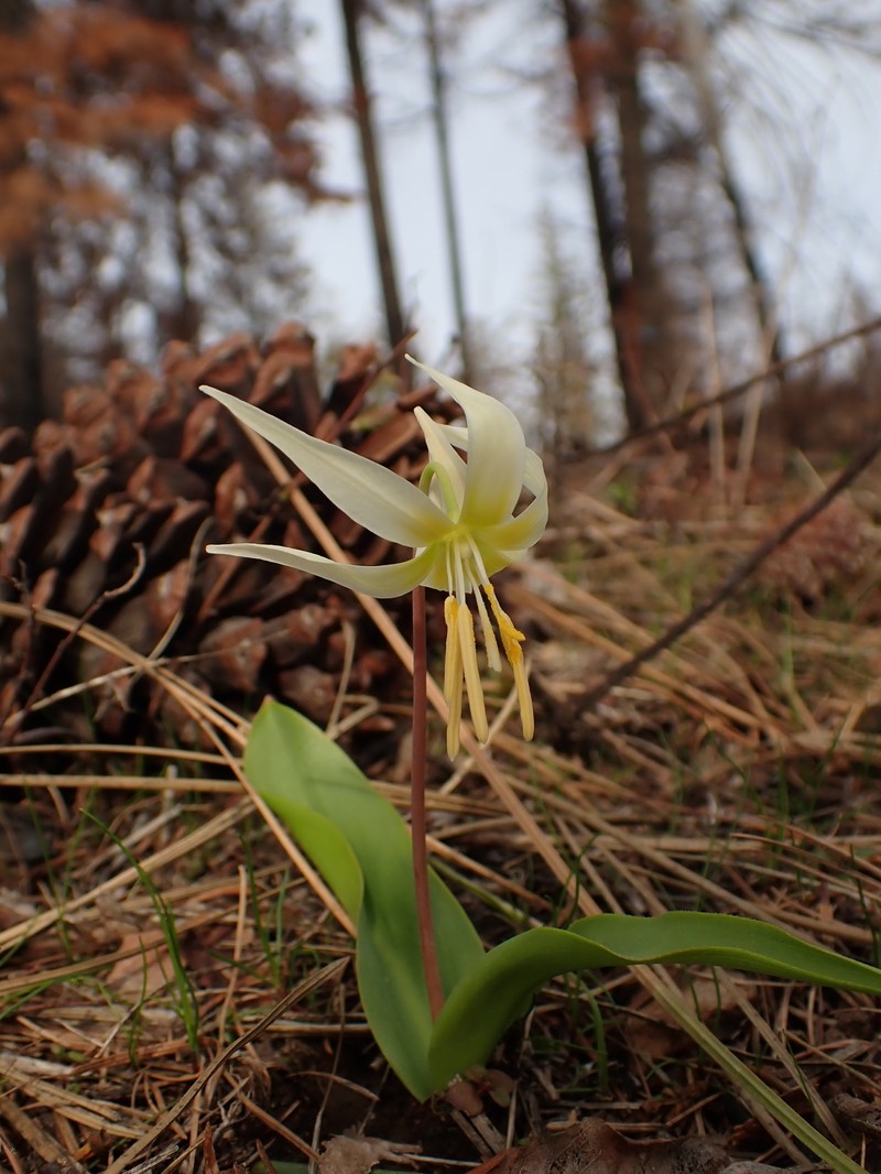 Erythronium idahoense photo 4