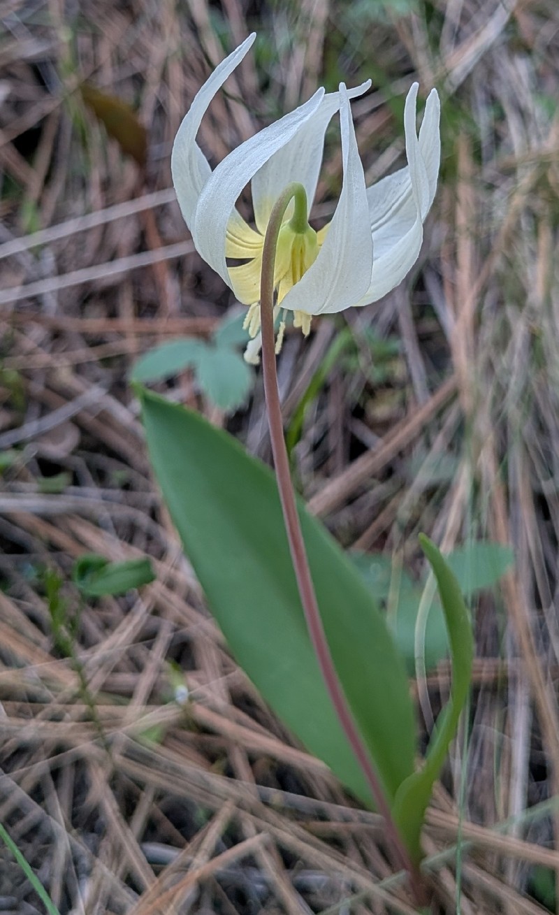 Erythronium idahoense photo 5