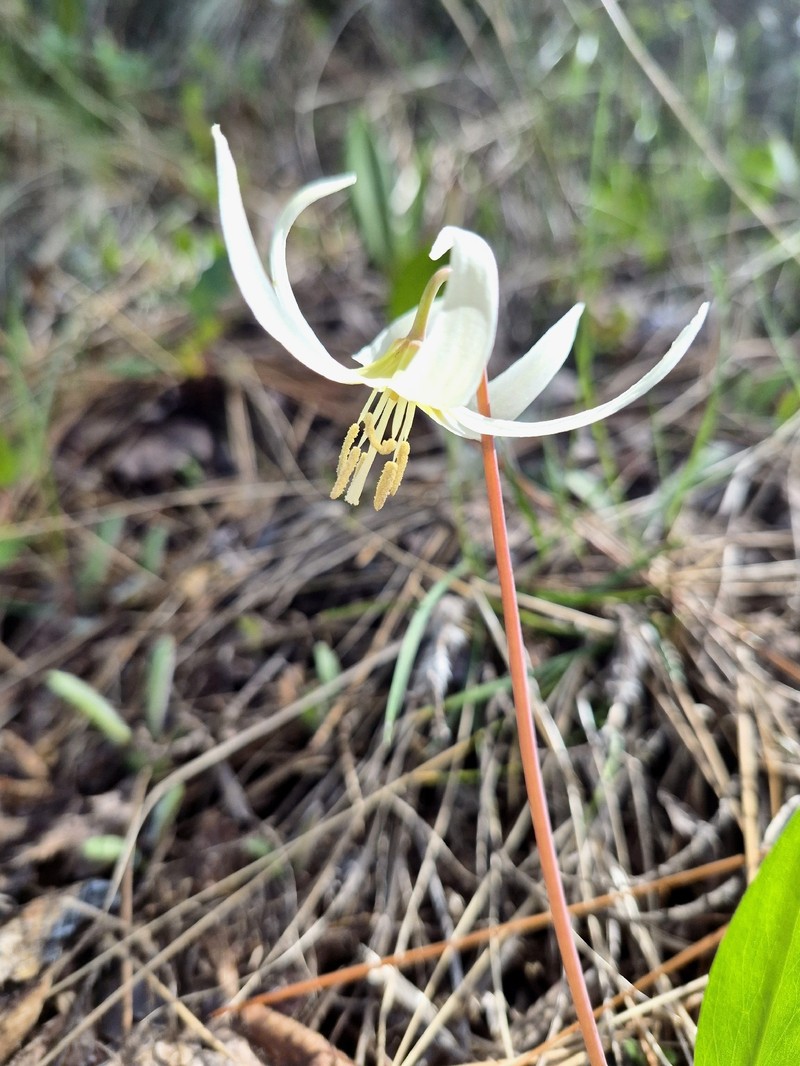 Erythronium idahoense photo 6