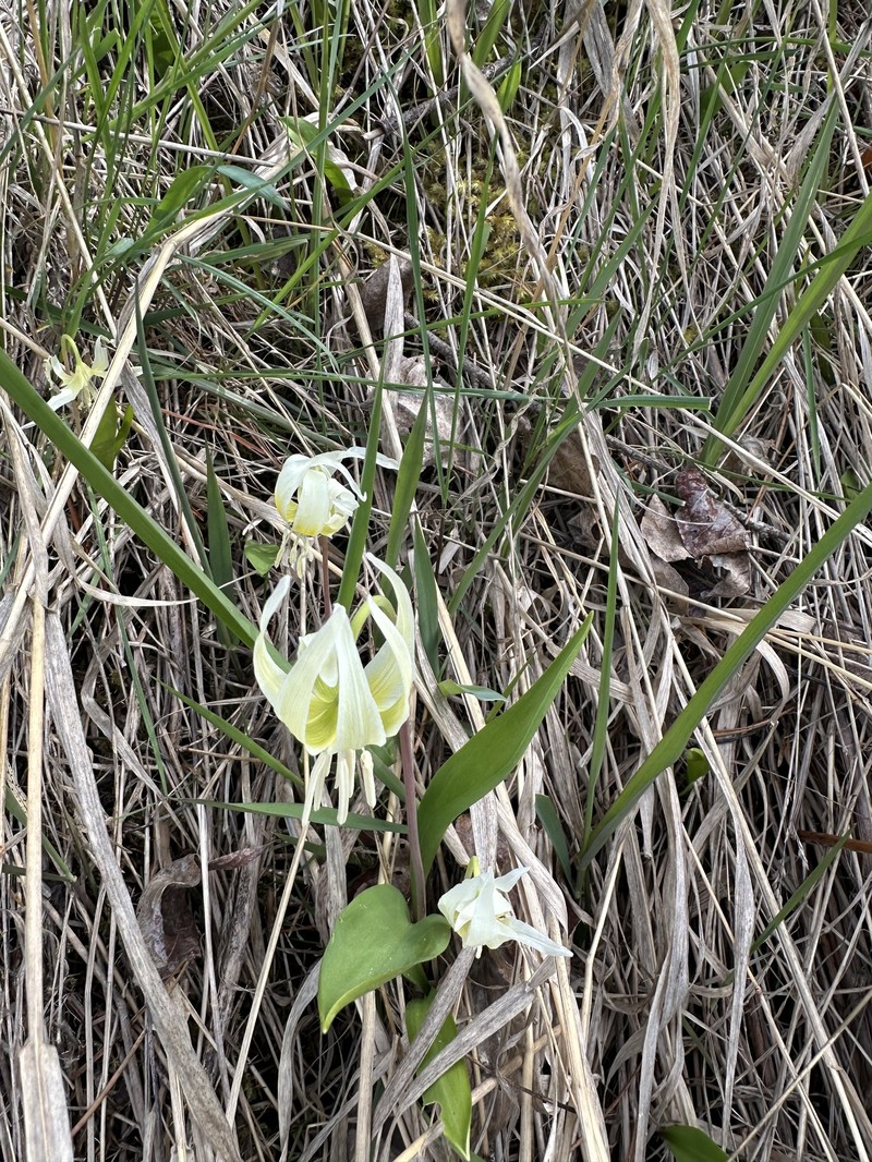 Erythronium idahoense photo 7