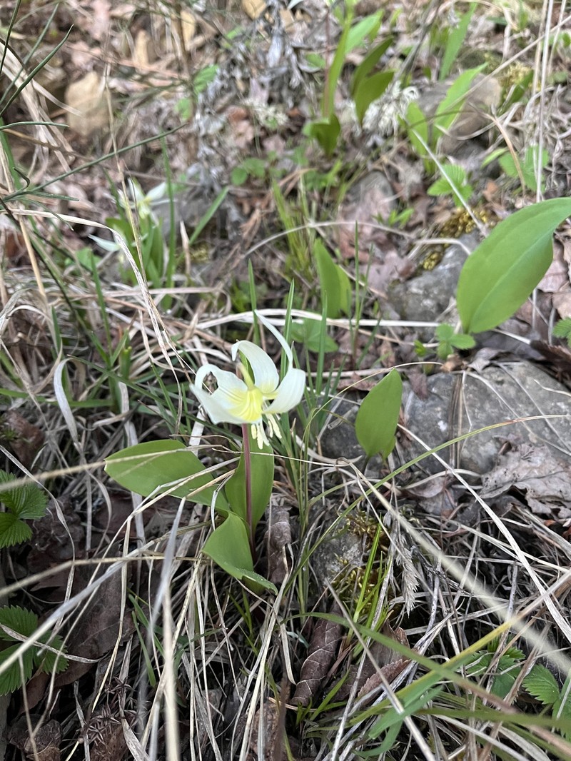 Erythronium idahoense photo 8