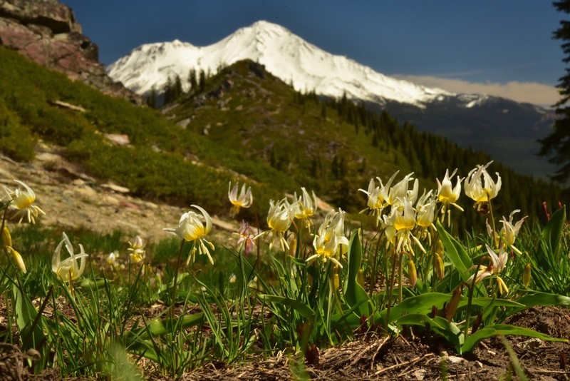 Klamath Fawnlily