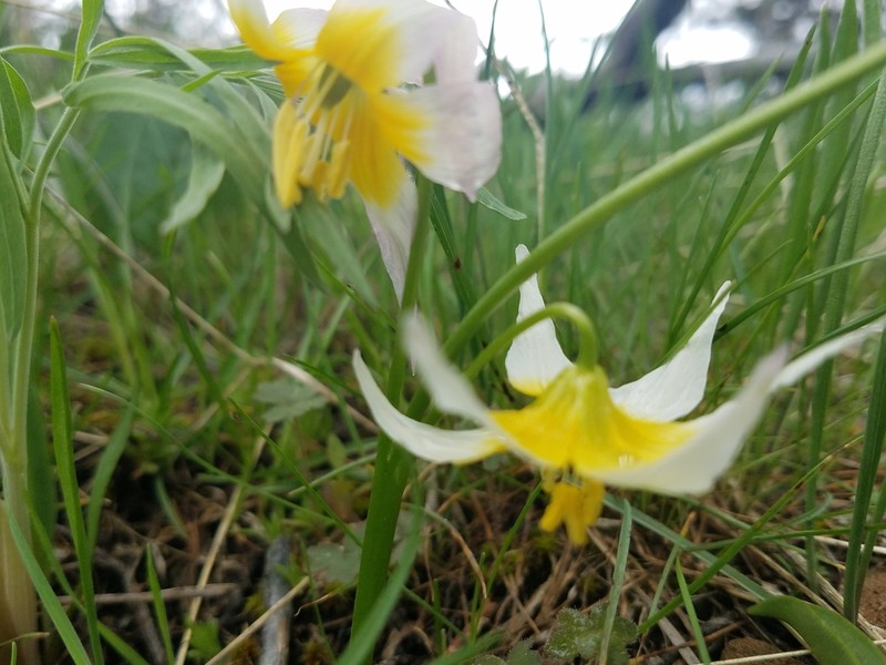 Klamath Fawnlily photo 2