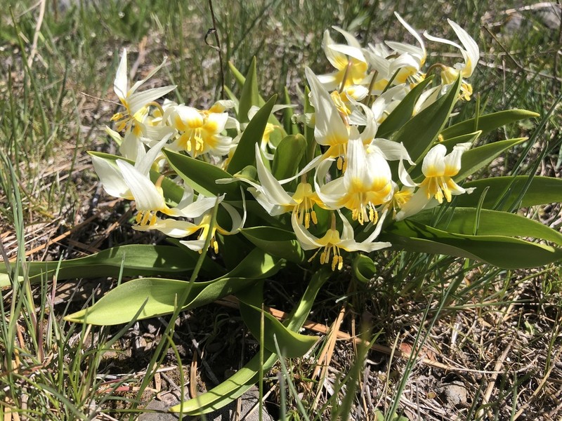 Klamath Fawnlily photo 3