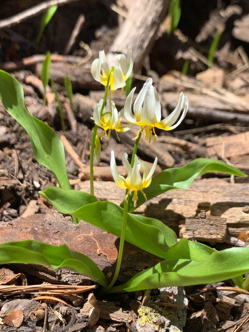 Klamath Fawnlily photo 4