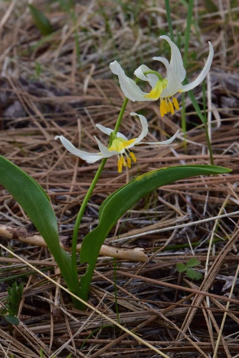 Klamath Fawnlily photo 5