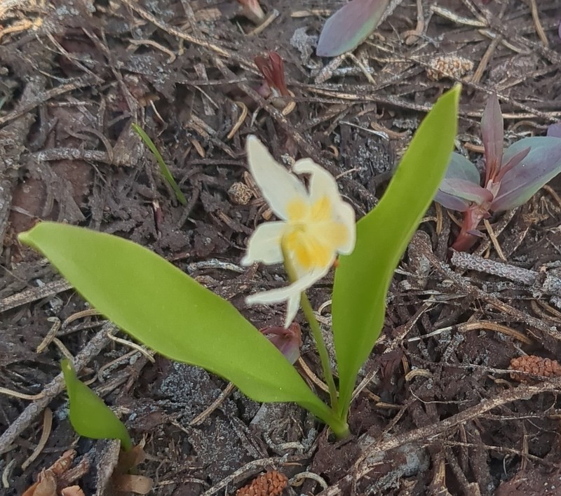 Klamath Fawnlily photo 6