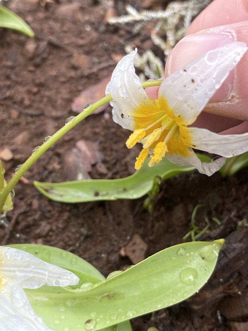 Klamath Fawnlily photo 7