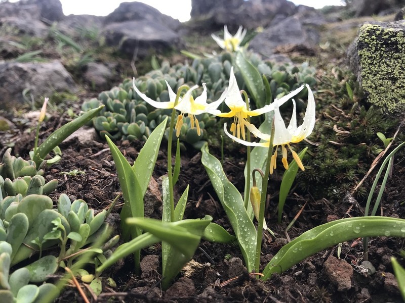 Klamath Fawnlily photo 8