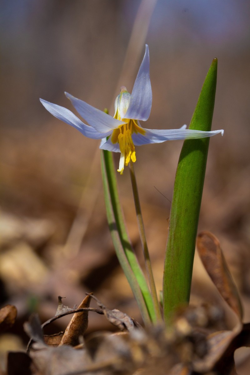 Midland Fawnlily