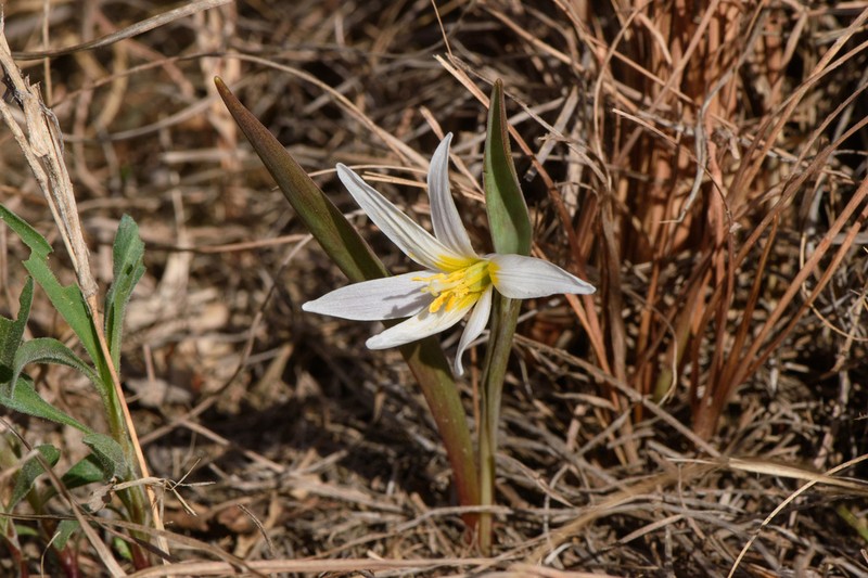 Midland Fawnlily